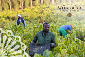 Read more about the article Harvest 2019, Friedrich Kuhne, Winemaker